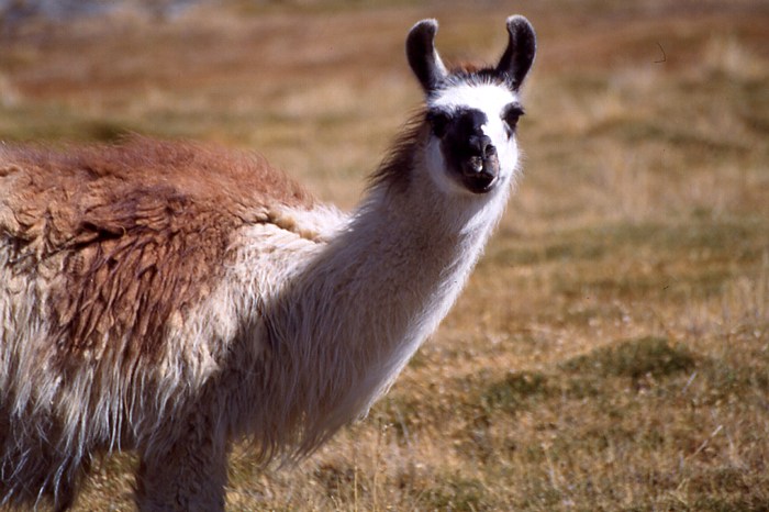 lamas